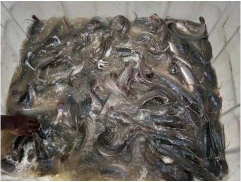 ETANGS PISCICOLES DU CENTRE DE PROMOTION DES ACTIVITES SOCIOECONOMIQUES (CEPASE) DE NKOABANG : LE TEMPS DES RECOLTES.