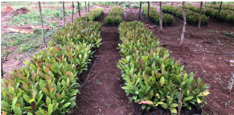 « Les Centres d’Accueil de l’Espoir adoptent l’anacardier comme culture du développement durable »