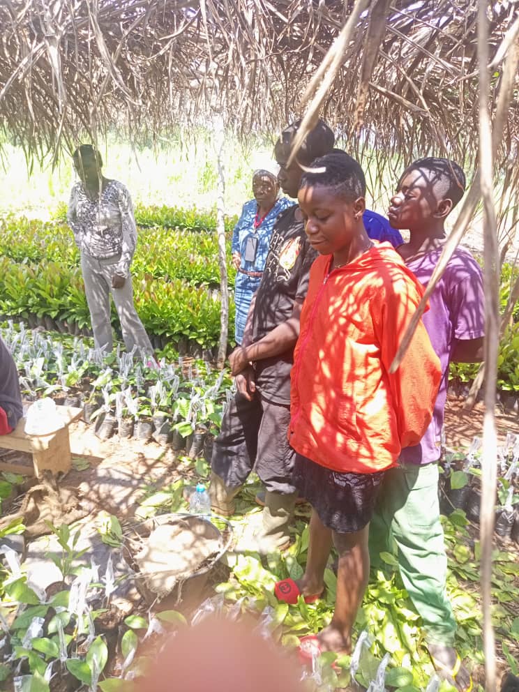 🌱 Étapes de la culture de l’anacardier