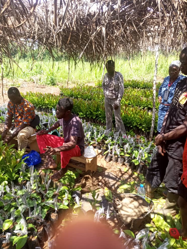 Sélection des semences ou plants