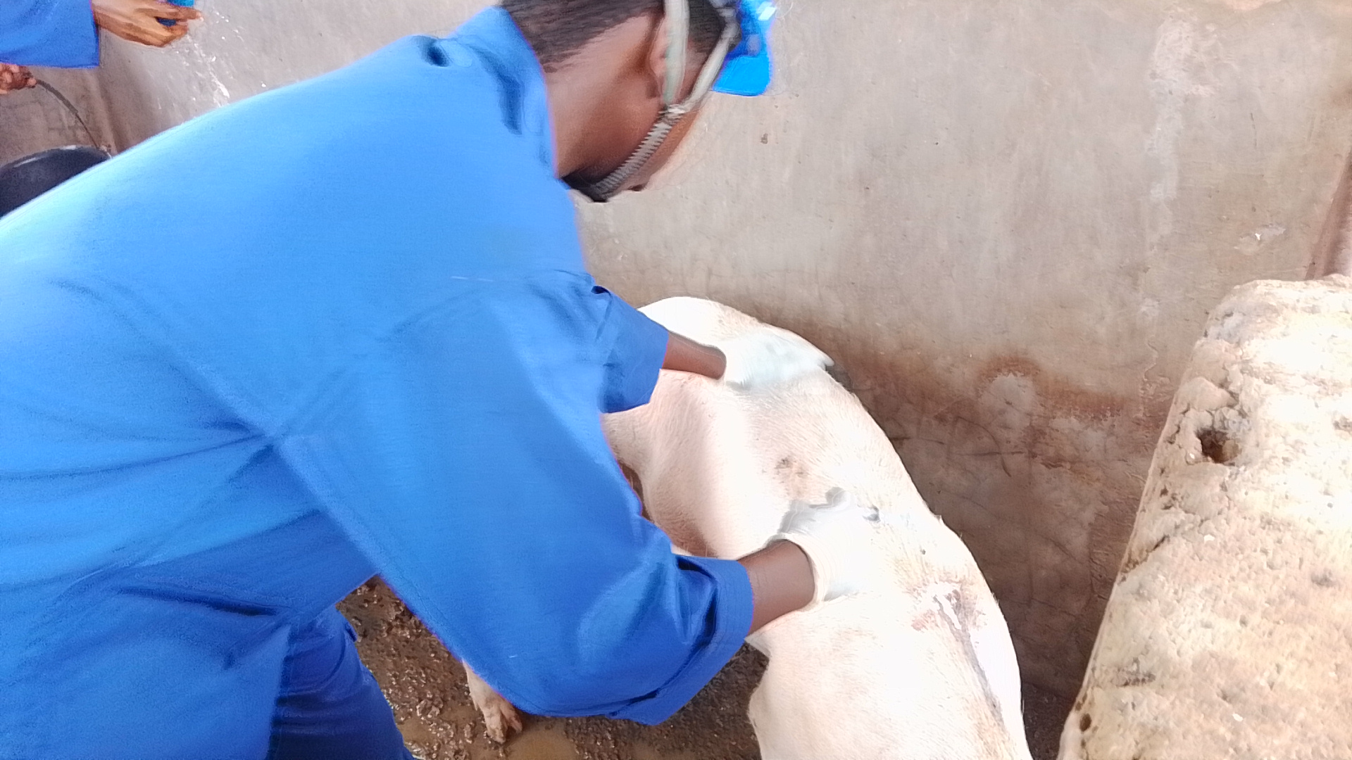 Les apprenants du CEPASE se formant dans la porciculture