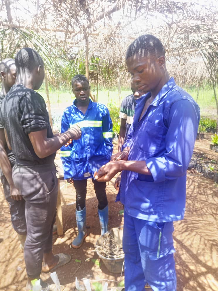 Les apprenants du CEPASE se formant dans la culture des anacardes